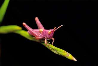 Raros e chamativos, os gafanhotos cor-de-rosa parecem até irreais à primeira vista. Essa coloração incomum é resultado de uma mutação genética, tornando cada aparição ainda mais curiosa.