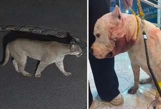 Pitbull briga com onça para proteger família na zona norte de São Paulo