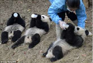 Filhotes de panda mamam em parque e encantam visitantes