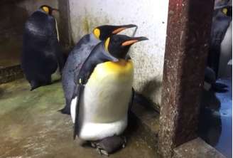 Em um zoológico da Dinamarca, um casal gay de pinguins 'adotou' um filhote quando viu que seus pais estavam ausentes – o que gerou uma grande briga. 