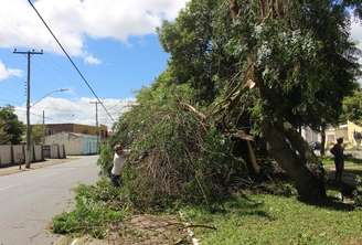 Árvore caída na cidade de Cerrito-RS: mais atingida pela chuva desta quarta-feira.