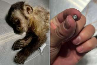 Maria, macaca que perdeu os movimentos após ser baleada no Rio de Janeiro, morreu neste domingo, 21