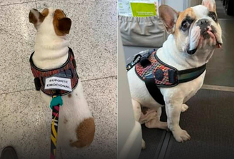Família consegue liminar na Justiça para viajar com cachorro de suporte emocional em voo