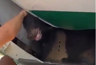 Urso se solta de jaula e provoca atraso em voo no Aeroporto de Dubai