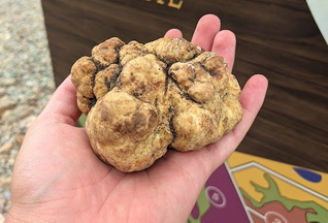 A trufa foi encontrada em uma "caçada" na primeira semana de janeiro