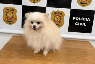 Homem é preso após furtar e vender Lulu-da-Pomerânia no DF