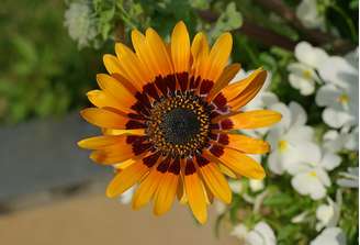 A margarida-africana, cientificamente chamada Arctotis fastuosa, chama atenção pelas flores vistosas e pelas cores intensas. Nativa da África do Sul e da Namíbia, a espécie é adaptada a ambientes secos e pode se desenvolver em solos bem drenados e relativamente pobres. Sua aparência marcante e a resistência à seca ajudam a explicar seu uso ornamental em jardins. Veja a seguir curiosidades sobre suas características, cultivo e origem.