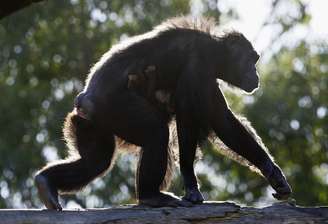 <p>Chimpanzés são animais violentos e capazes de matar seus semelhantes</p>