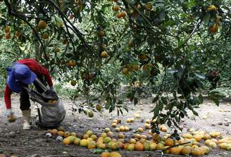 Colheita de laranja em Limeira (SP) 
13/01/2012
REUTERS/Paulo Whitaker 