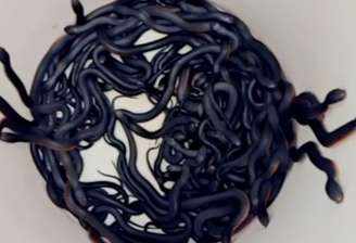 102 cobras venenosas foram encontradas em quintal na Austrália