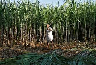 Colheita de cana-de-açúcar no Estado do Rajastão, Índia 
27/10/2016
REUTERS/Himanshu Sharma