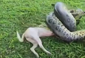Militares do Exército Brasileiro salvaram um cachorro que estava sendo atacado por uma sucuri de quase três metros de comprimento