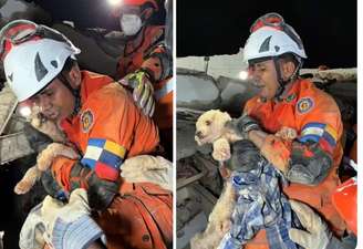 Cachorrinha é resgatada com vida 5 dias após terremotos da Venezuela