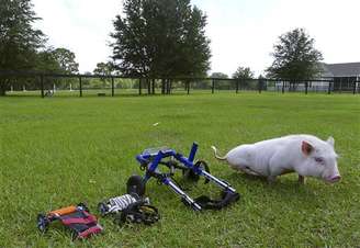<p>Médico Len Lucero criou uma 'cadeira de rodas' adaptada ao animal de estimação</p>