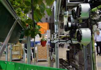 O robô se desloca sobre raízes e, graças a três câmeras, pode detectar frutas vermelhas e coletá-las com um braço equipado com um instrumento para cortar talhos