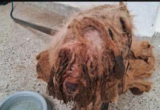 O resgate de Scooby foi ocorreu em 2025 e ele estava em estado grave de abandono, com anemia, infestação de pulgas e carrapatos, miíase e outras complicações de saúde – Reprodução/Redes Sociais