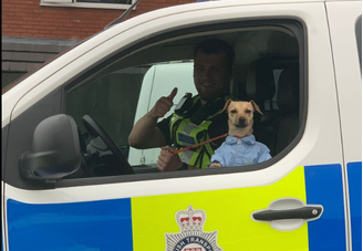 Um simpático vira-lata caramelo vestindo camisa azul foi fotografado em carro policial em Black Country, na Inglaterra, na sexta-feira, 18