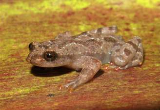 Sapo Crossodactylodes serranegra foi encontrado no Parque Estadual da Serra Negra, em Minas, no município de Itamarandiba