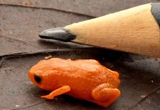 Uma nova espécie de sapo foi batizada de Brachycephalus lulai em homenagem ao presidente Lula. O anfíbio mede cerca de 8 mm, vive na Mata Atlântica de Santa Catarina e teve a descrição publicada em revista científica.