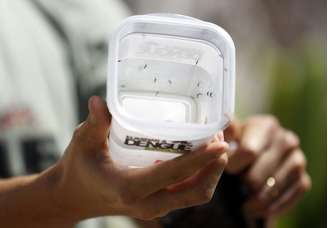 <p>Mosquitos da dengue são mostrados no Rio de Janeiro em 24 de setembro de 2014</p>