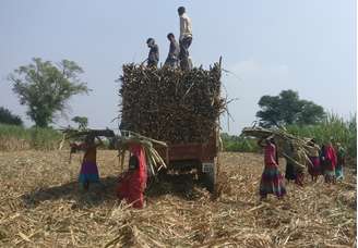 Workers load harvested sugarcane onto a trailer in a field in Gove village in the western state of Maharashtra, India, November 10, 2018. Picture taken November 10, 2018. REUTERS/Rajendra Jadhav