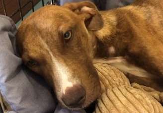 Cão é resgatado cinco semanas após furacão nas Bahamas.