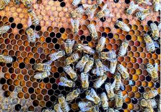 Insetos como abelhas e formigas estão diminuindo em biomas do Brasil, diz estudo de três universidades do país