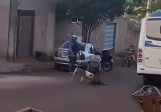 GO: pit bull em 'surto' fere tutor, foge de casa e mata cachorros na rua 