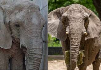 Kenya (esquerda) e Pupy (direita) trocaram a Argentina e vida em cativeiro pelo Brasil com vida em natureza.