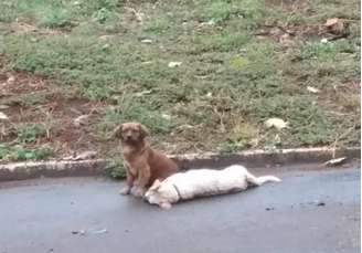 Animal ficou mais de 24 horas ao lado do cão atropelado