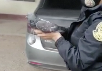 Polícia peruana captura pombo carregando maconha para presídio