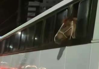 Cavalo é flagrado 'viajando' de ônibus em SC