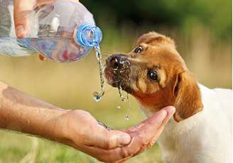 Manter a hidratação dos pets é fundamental no verão, especialmente durante atividades ao ar livre