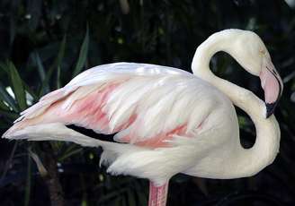 Ave estava no zoológico de Adelaide desde a década de 30