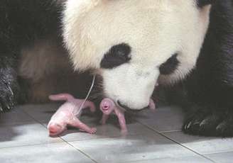 Panda-gigante dá à luz a gêmeos na Coreia do Sul