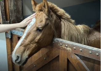 Cavalo Caramelo, resgatado em telhado após enchente no Rio Grande do Sul