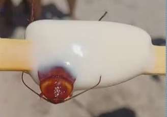 Cliente encontra barata no meio de picolé comprado em praia do Rio