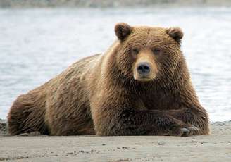 Urso-pardo O urso-pardo vive sozinho durante a maior parte da vida e normalmente só procura outros indivíduos na época de reprodução. Exceções ocorrem em locais com alimento abundante, como rios cheios de salmões, onde vários podem se reunir temporariamente.