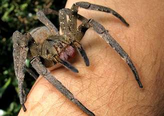 Veneno da aranha-armadeira pode matar uma pessoa em até duas horas