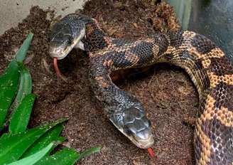 Cobra de duas cabeças é atração em zoológico no Texas