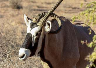 Antílope tem o pescoço perfurado pelo próprio chifre na África