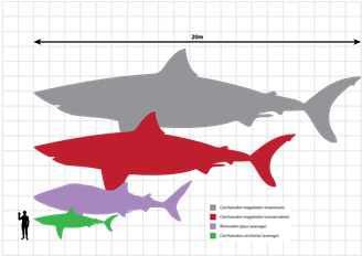Comparação entre espécies de tubarão mostra estimativa do tamanho de um megalodonte (cerca de 20 metros)