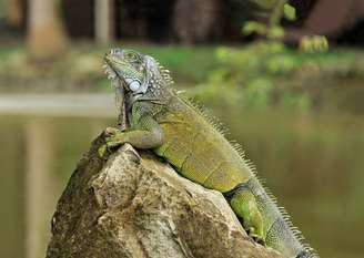 A Agência de Florestas e Conservação da Natureza de Taiwan decidiu abater 120 mil iguanas-verdes para controlar a superpopulação da espécie, que se tornou uma praga em áreas agrícolas.