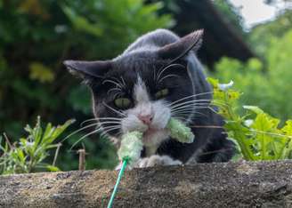 <p>Gatos são a maioria na população de Ishinomaki</p>