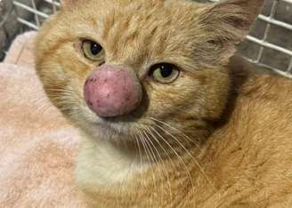 Barney, gato resgatado na Irlanda do Norte, com seu famoso "narigão"