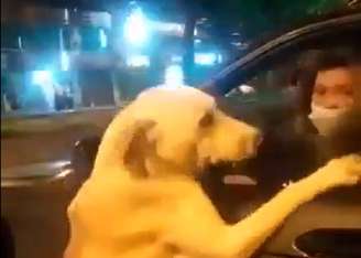 Cachorro sobe no carro e tenta desesperadamente entrar