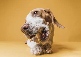 Se o cachorro lambe muito as patas, fique atento a estes sinais