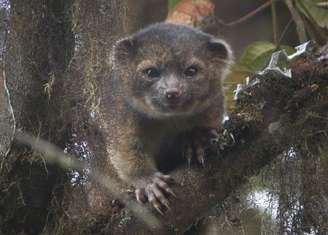 Foto de divulgação mostra olinguito, o mais novo mamífero descoberto, descito como uma mistura de gato doméstico e urso de pelúcia.