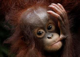Filhote orangotango fêmea Khansa, durante apresentação de recém-nascidos no zoológico de Cingapura 11/01/2018 REUTERS/Edgar Su