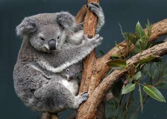 Coala e filhote em zoológico em Sydney, na Austrália 28/06/2011 REUTERS/Tim Wimborne 
